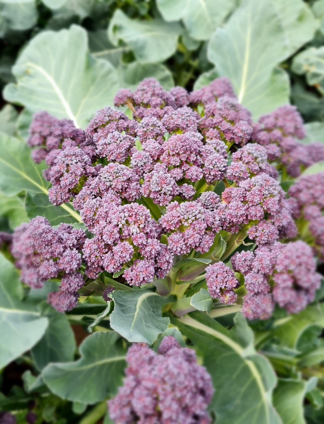 Brassica Trials 2021 060