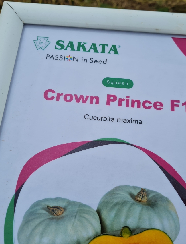 Brassica Trials 2021 123