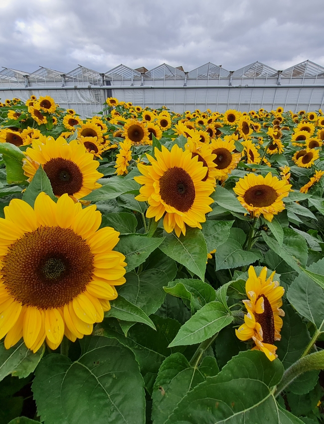 Brassica Trials 2021 131