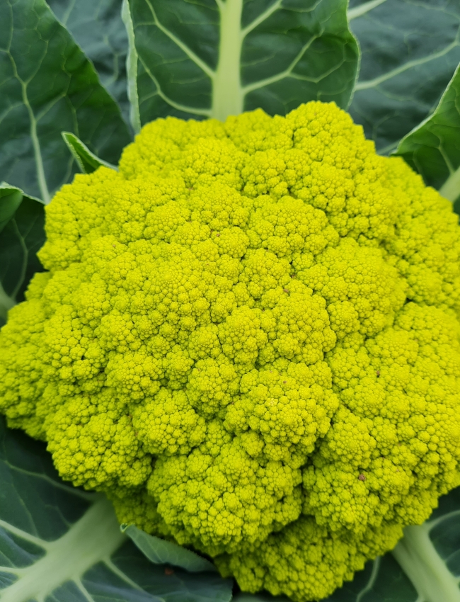 Brassica Trials 2021 140