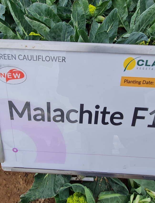 Brassica Trials 2021 144