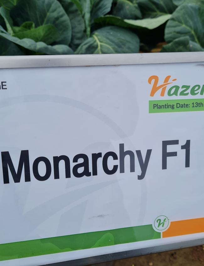 Brassica Trials 2021 159