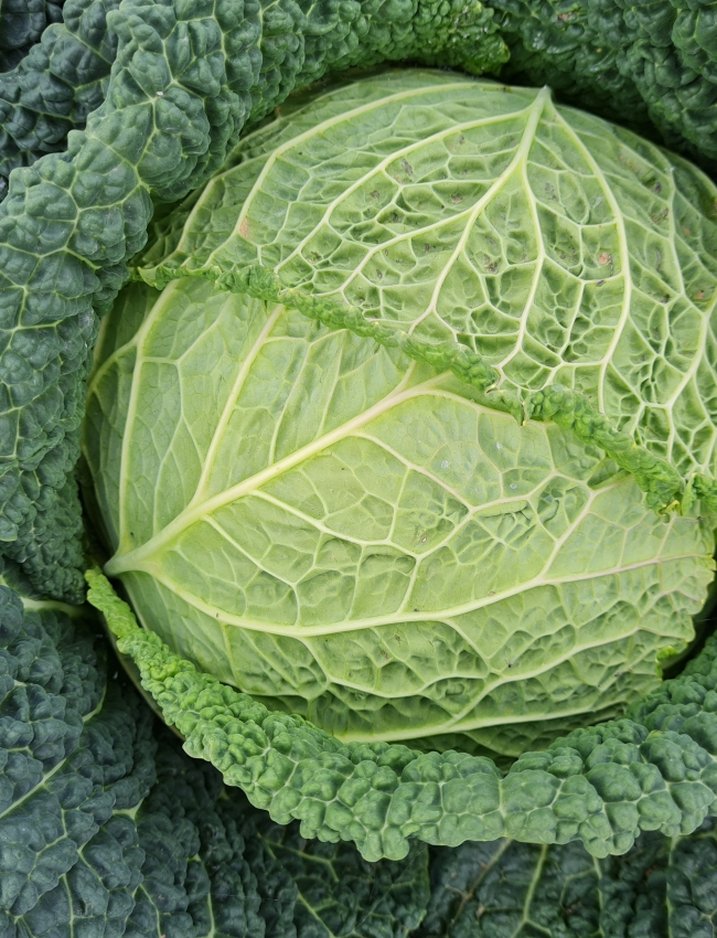 Brassica-Trials-2021-188.jpg