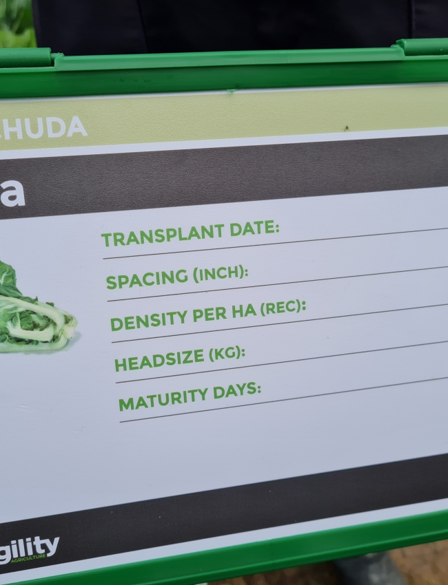 Brassica Trials 2021 233