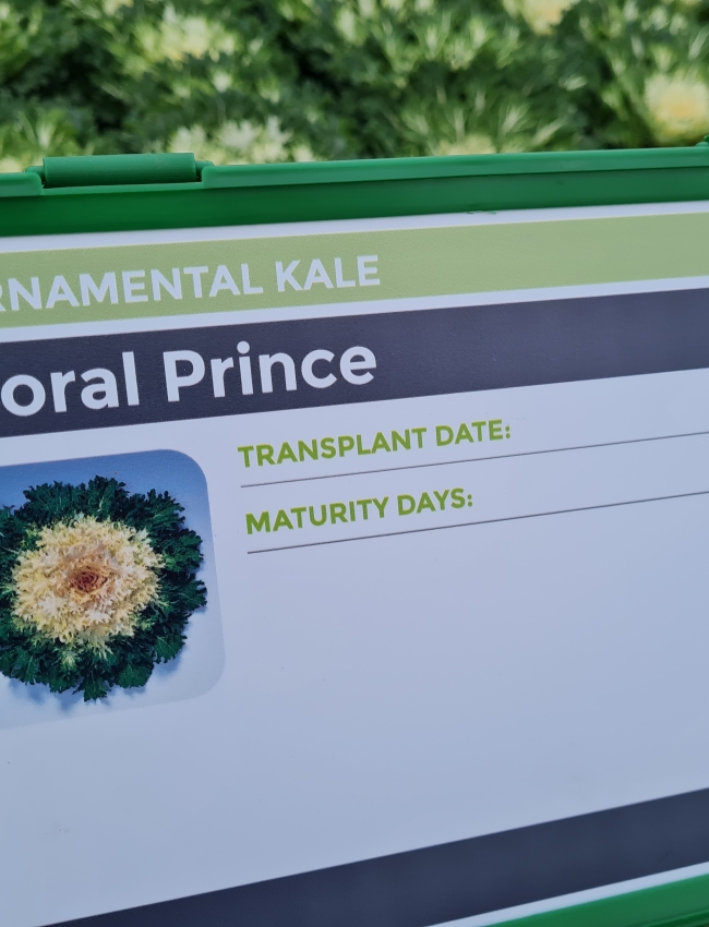 Brassica Trials 2021 245