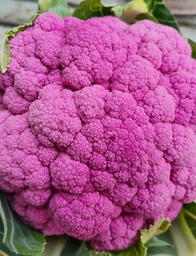 Brassica Trials 2021 3 017