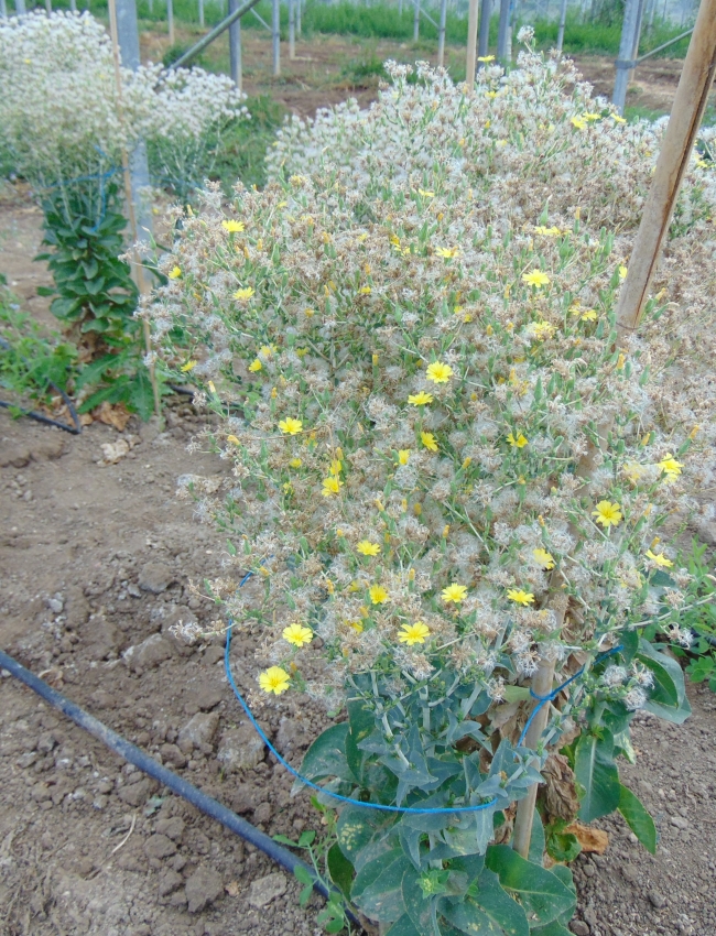 DSC00122