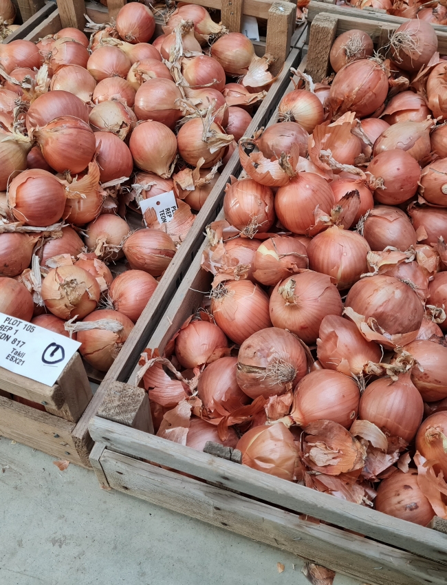 Onion Trials 2021 006