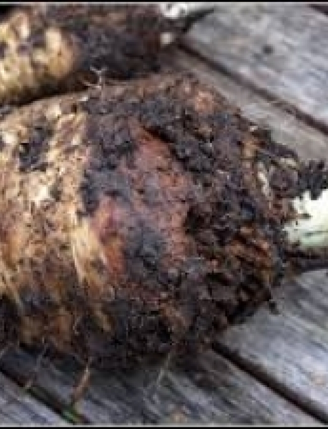 Parsnip Canker2