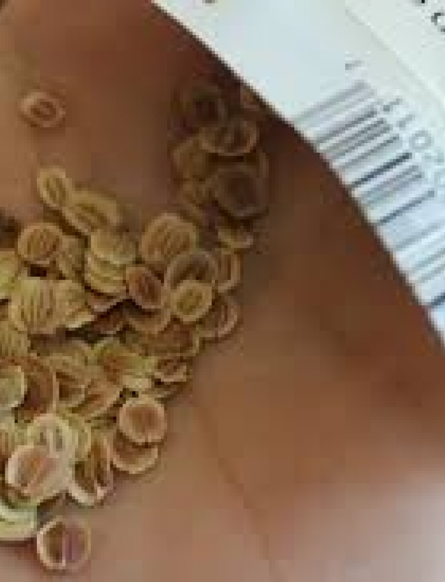 Parsnip Seed5