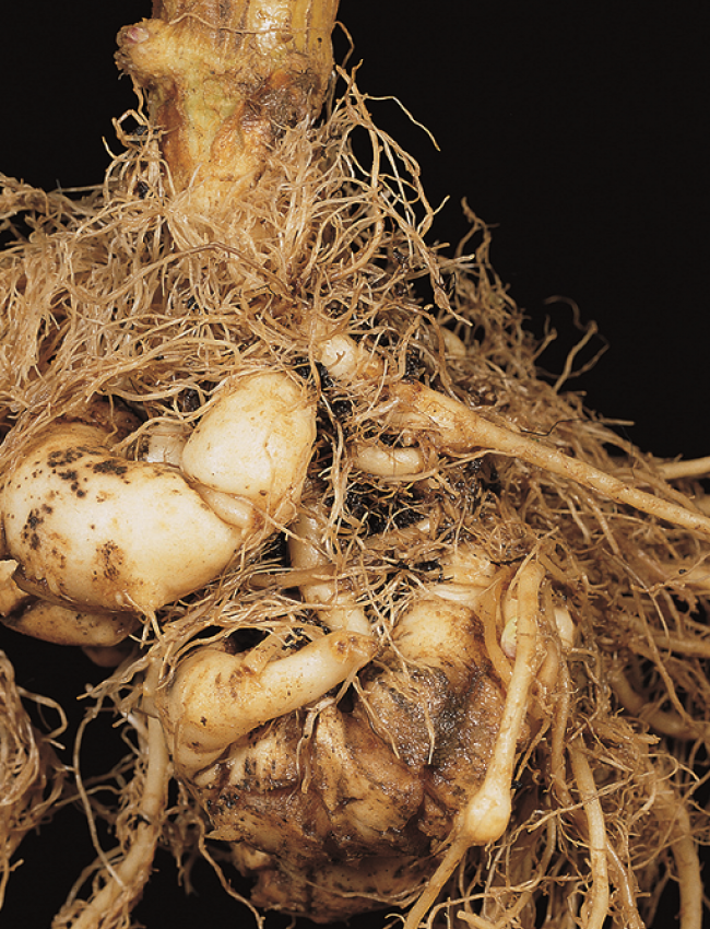 clubroot2