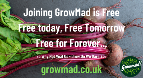 GrowMad is Free Forever3
