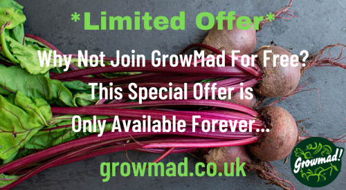 Limited Offer Only Available Forever3
