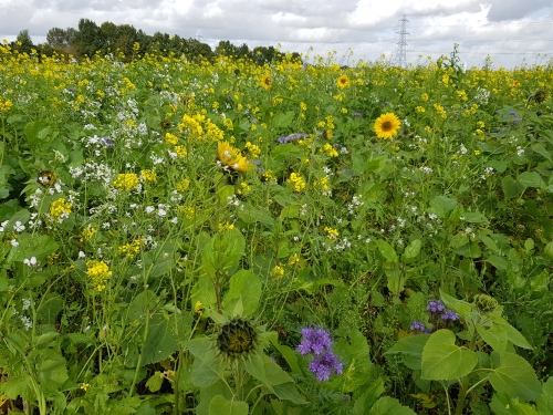 Brassica Open Days 2019 051