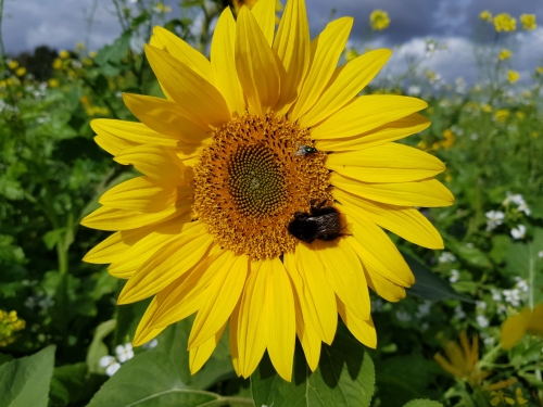 Brassica Open Days 2019 51