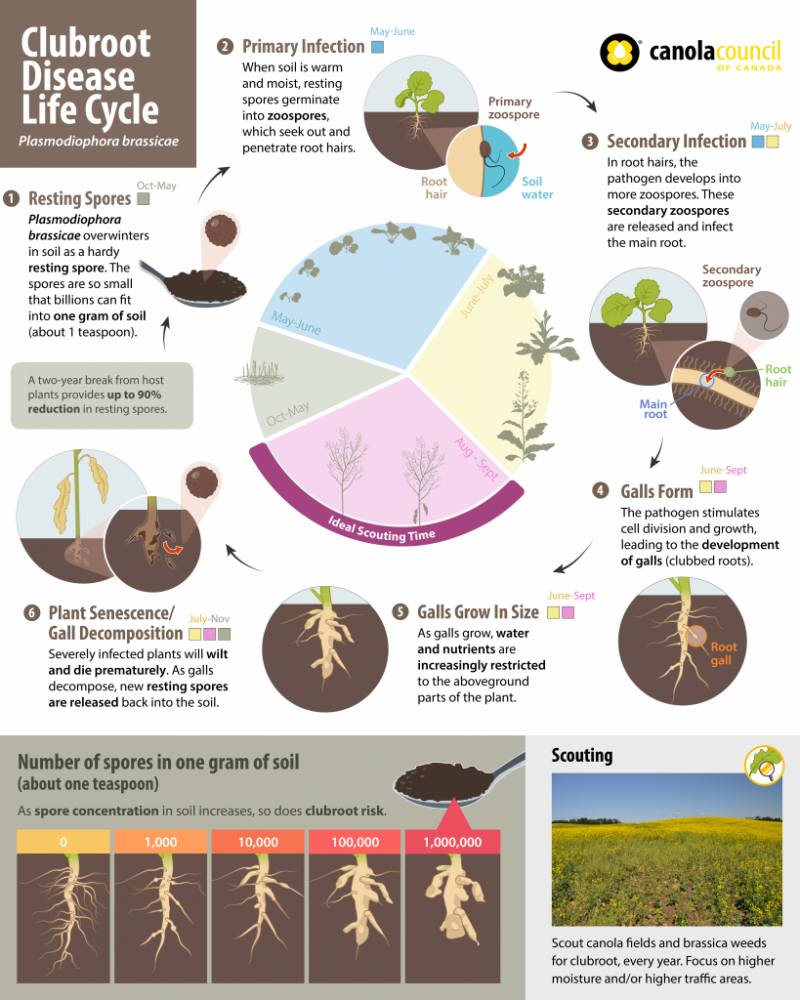 Clubroot disease cycle 836x1025