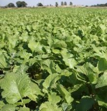 Brown Mustard