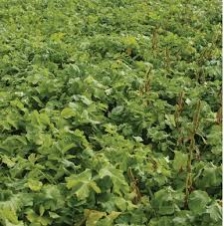 Oil Radish