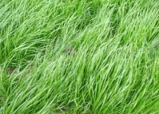 Westerwolds Rye Grass2