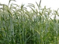 Black Oat2