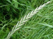 Italian Rye Grass