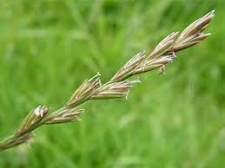Perennial Rye Grass