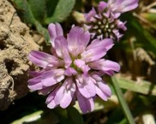 Persian Clover5