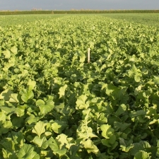 Egyptian Radish
