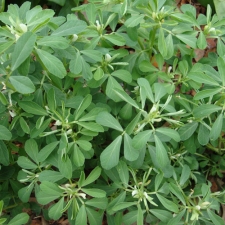 Fenugreek2