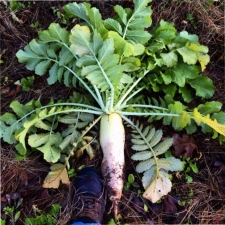 Tillage Radish4
