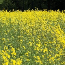 White Mustard