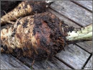 Parsnip Canker