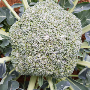 Broccoli Article Image2