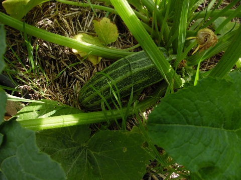 strawbale04