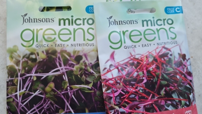 Microgreens 4