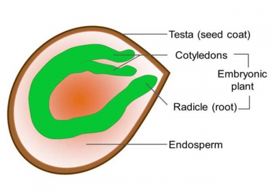 Seed Image 4