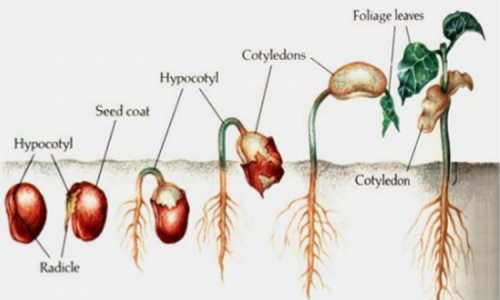 Seed Image2