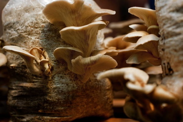 Mushroom Grow Kit