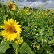 Brassica Open Days 2019 046