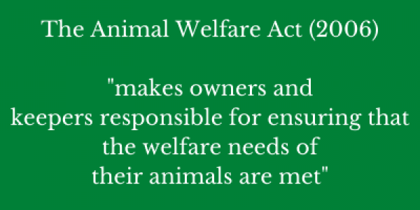 The Animal Welfare Act 2006 makes owners and keepers responsible for ensuring that the welfare needs of their animals are met 