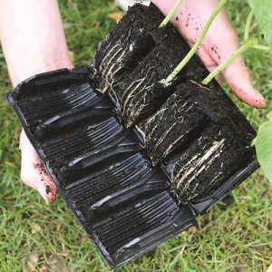 root trainers2