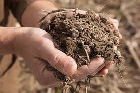 soil