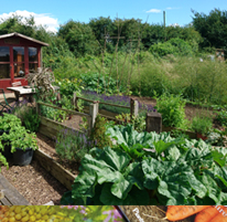 Allotment